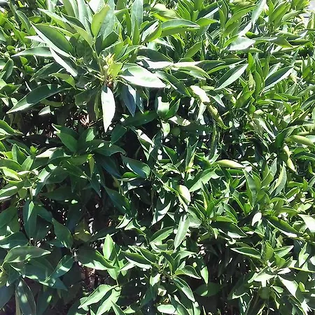 Holiday home Shehu's House