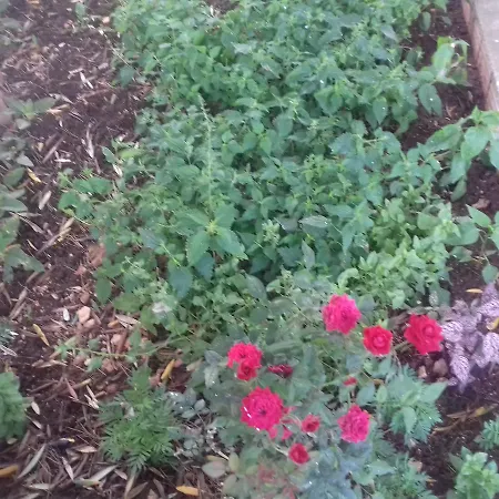 Holiday home Shehu's House