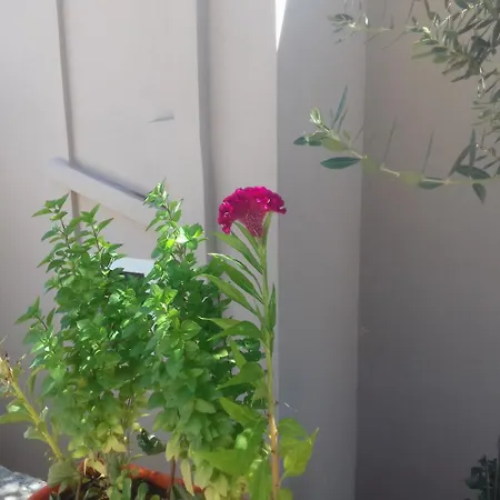 Casa vacanze Shehu's House