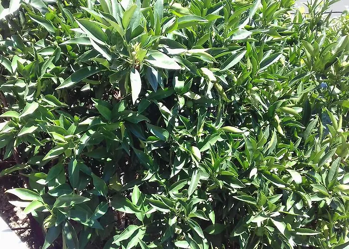 Tatil Evi Shehu's House